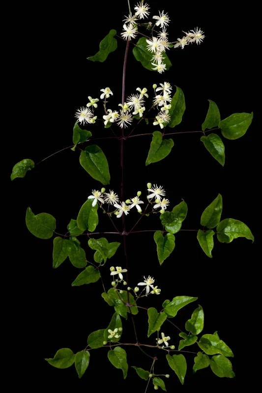 Clematis - Clematis vitalba