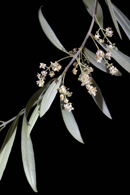 Olive - Olea europaea