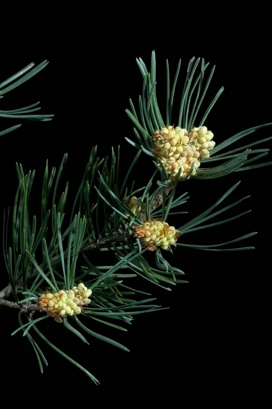 Pine - Pinus sylvestris