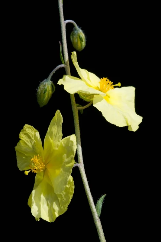 Rock Rose - Helianthemum nummularium