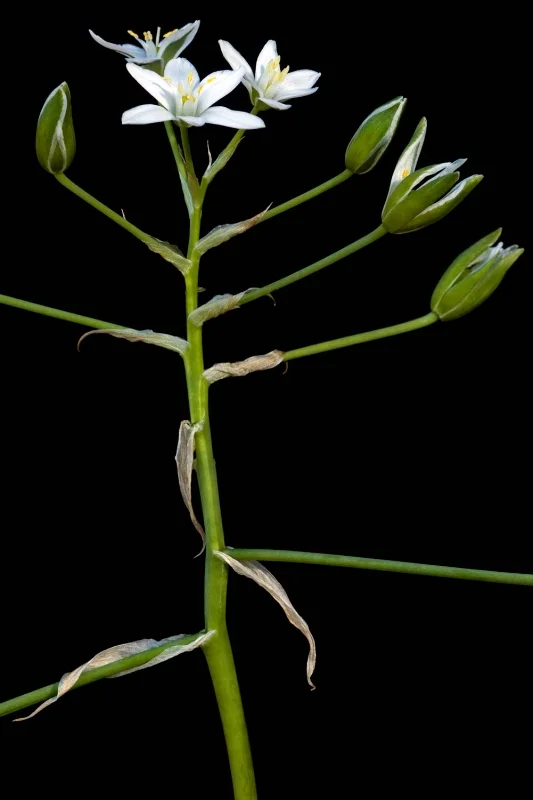Star of Bethlehem - Ornithogalum umbellatum