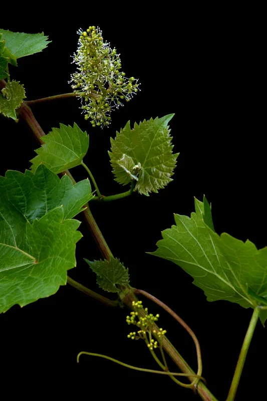 Vine - Vitis vinifera