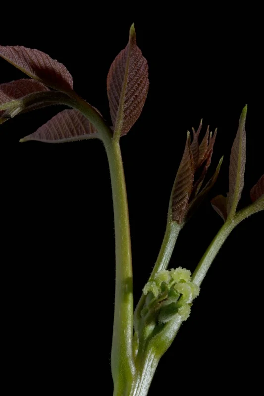 Walnut - Juglans regia