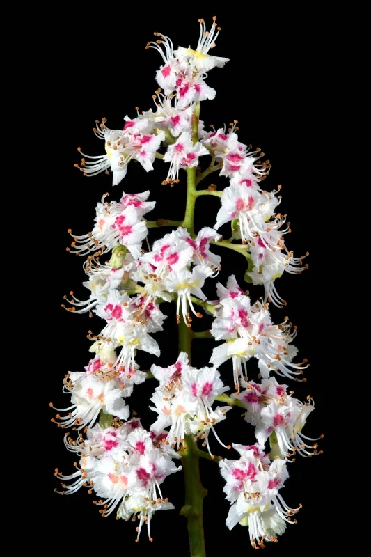 White Chestnut - Aesculus hippocastanum