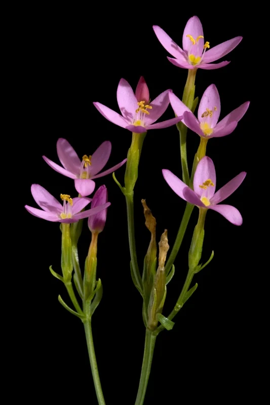 Centaury - Centaurium umbellatum