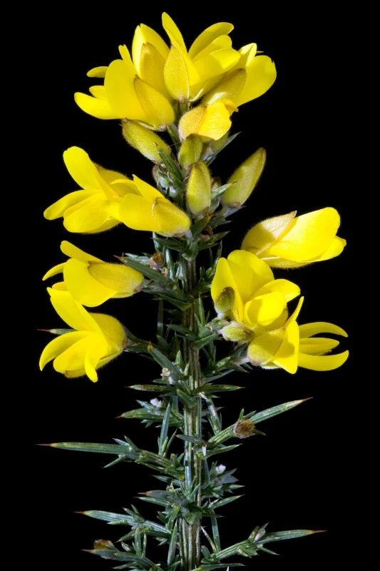 Gorse - Ulex europaeus