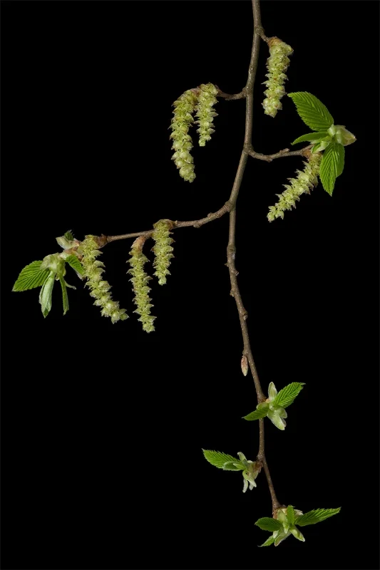 Hornbeam - Carpinus betulus