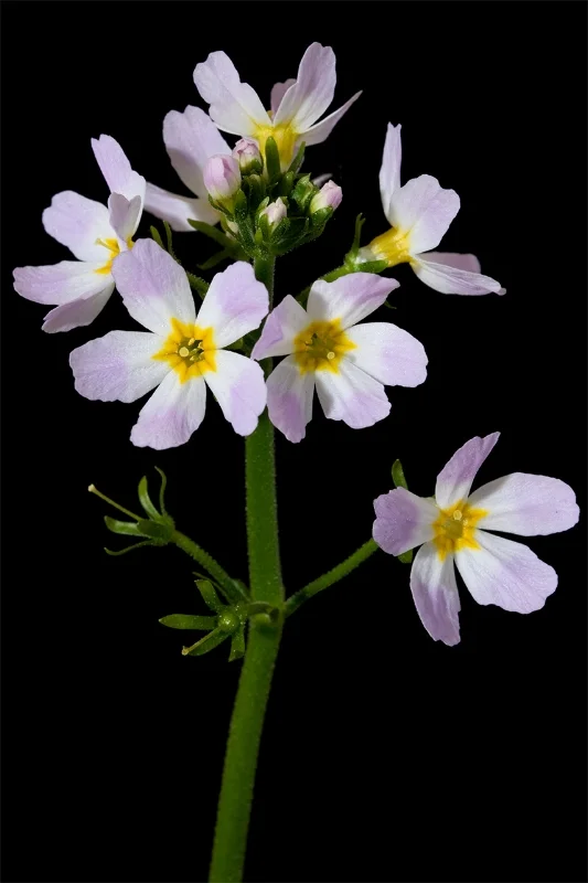Water Violet - Hottonia palustris