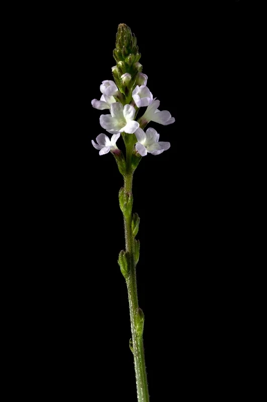 Vervain - Verbena officinalis