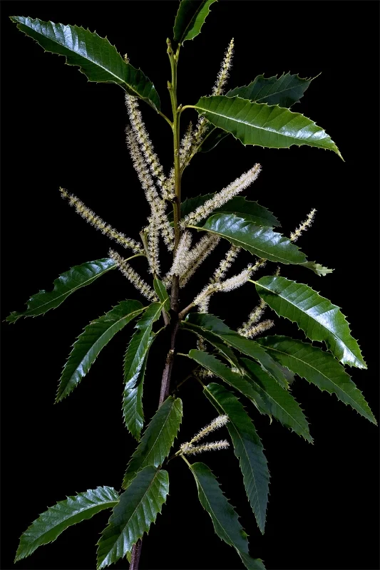 Sweet Chestnut - Castanea sativa