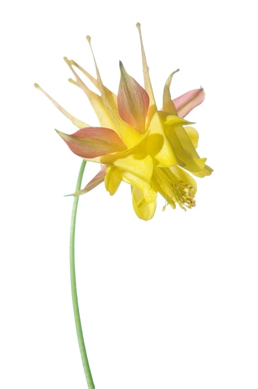 Aquilegia
