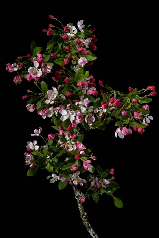 Malus floribunda