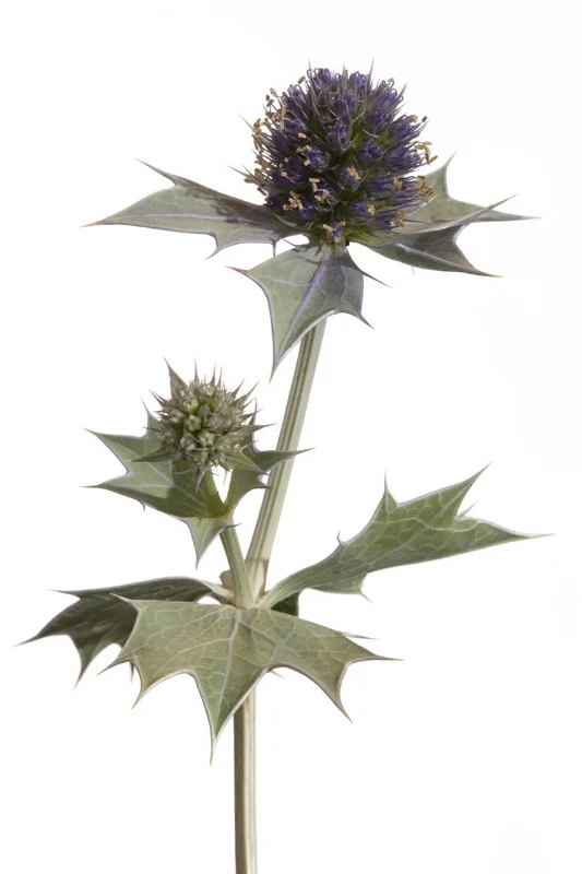 Eryngium maritimum