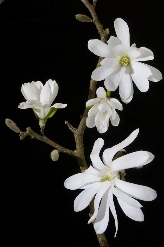Magnolia stellata