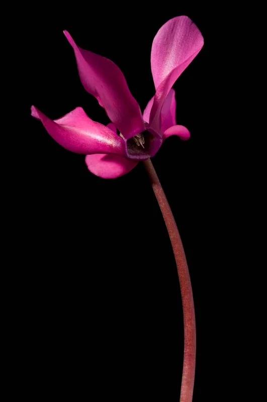 Cyclamen persicum