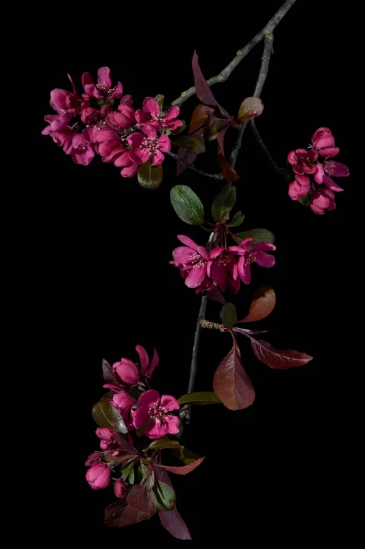 Malus purpurea