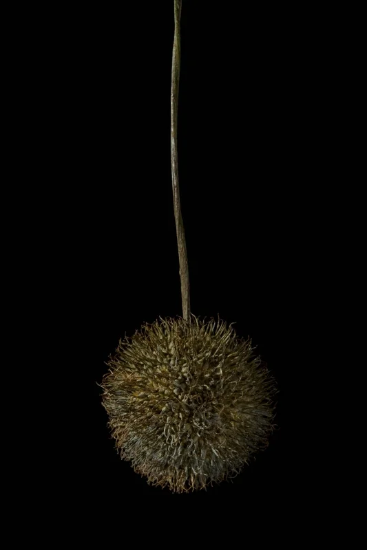 Platanus fruit