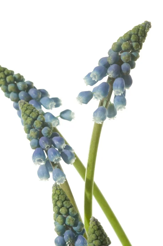 Muscari