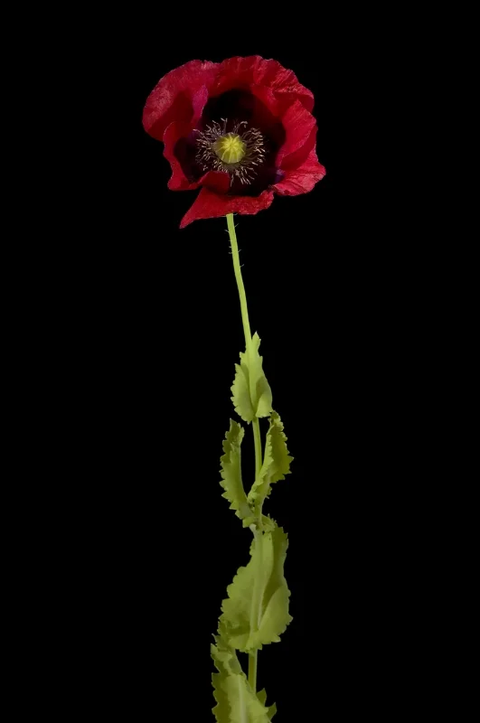 Papaver orientale