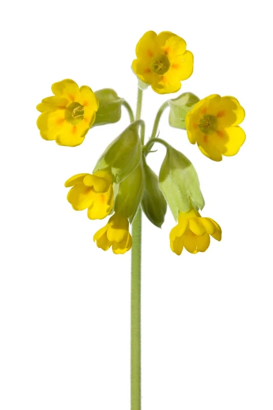 Primula veris
