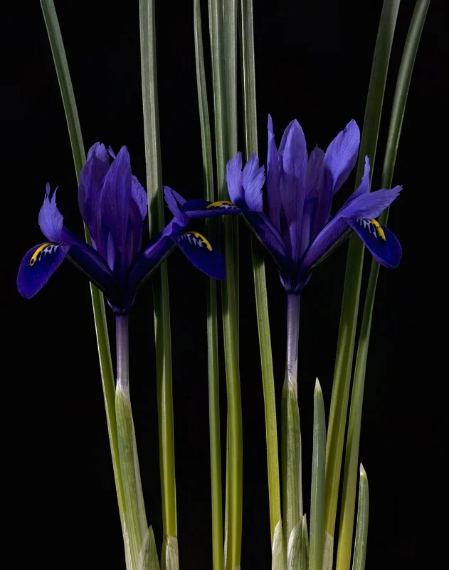 Iris reticulata