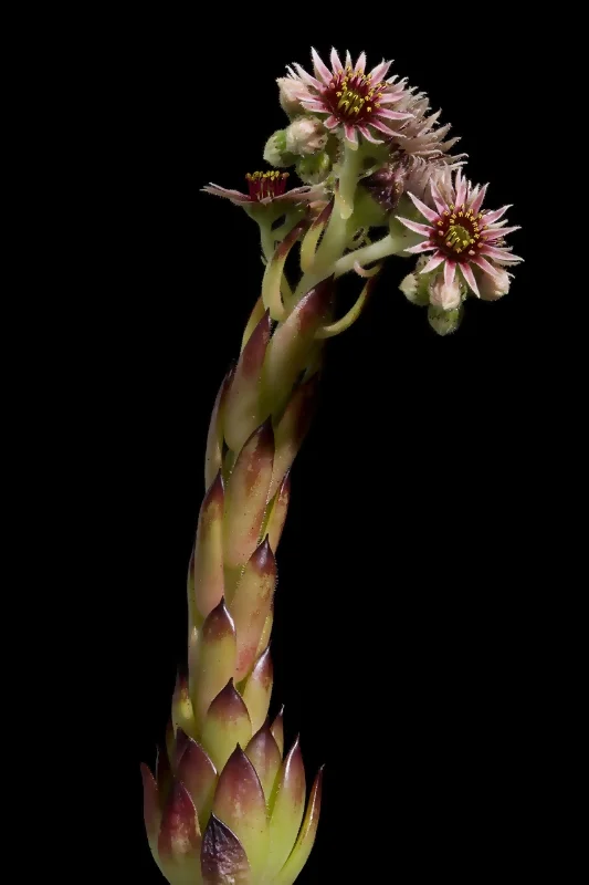 Sempervivum tectorum