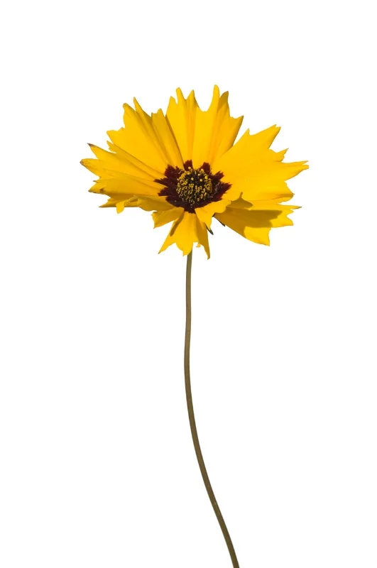 Coreopsis basalis
