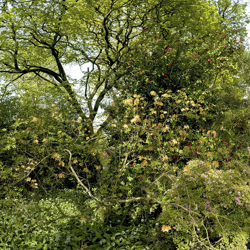 Spring Tangle