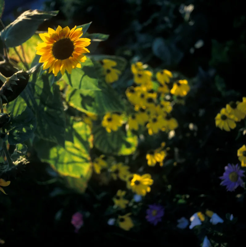 Garden_squarespace-2.jpg