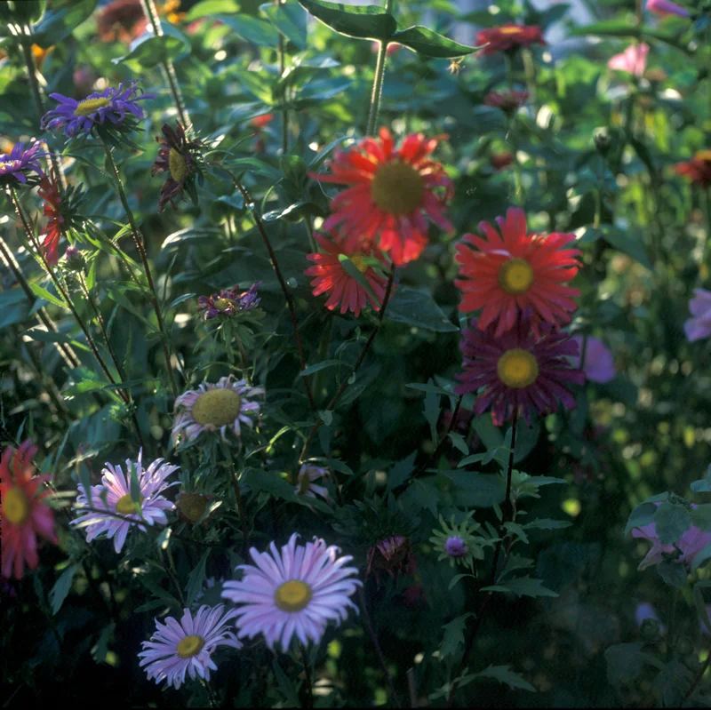 Garden_squarespace-1.jpg