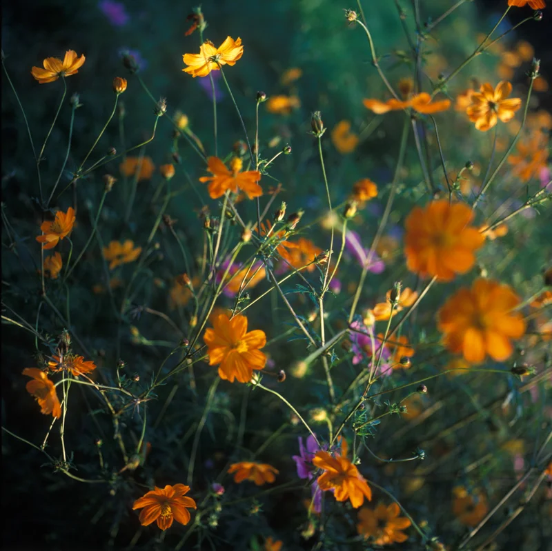 Garden_squarespace-3.jpg