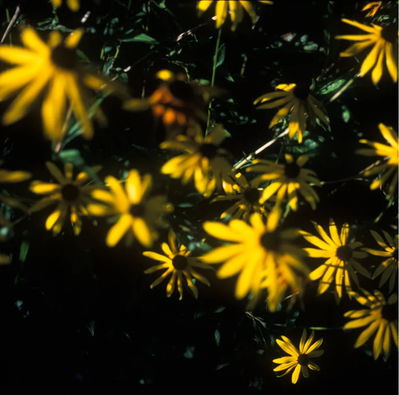 Garden_squarespace-4.jpg