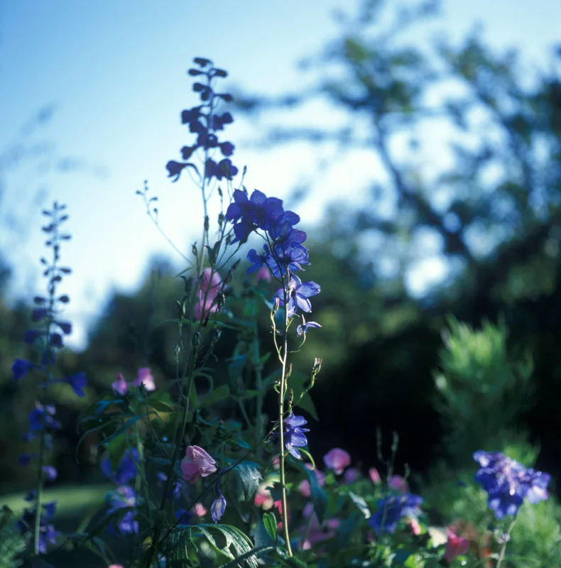 Garden_squarespace-5.jpg