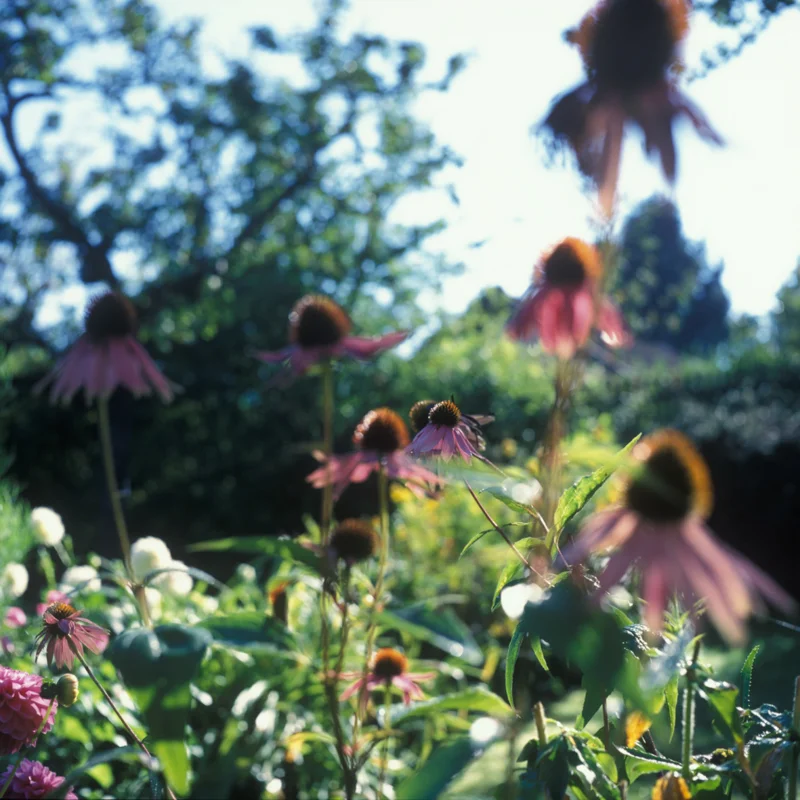 Garden_squarespace-6.jpg