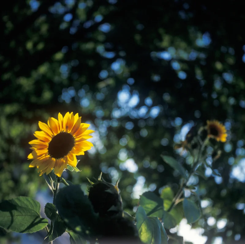Garden_squarespace-9.jpg