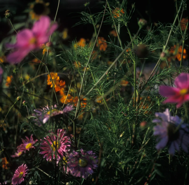 Garden_squarespace-14.jpg