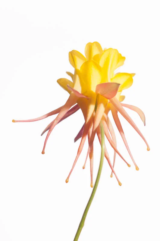 Aquilegia-11.jpg