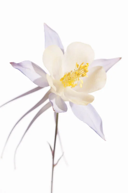 Aquilegia-13.jpg