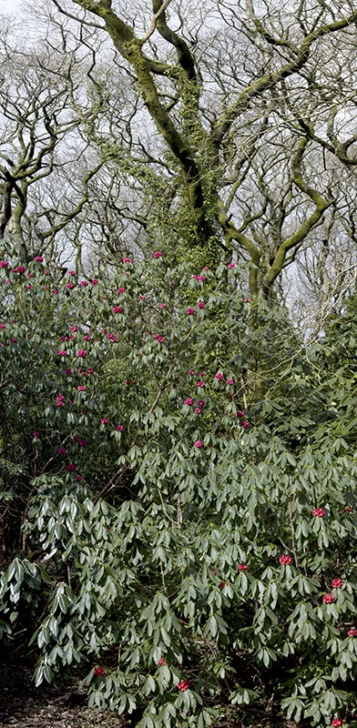 Pano- Clyne 26 feb 01.jpg