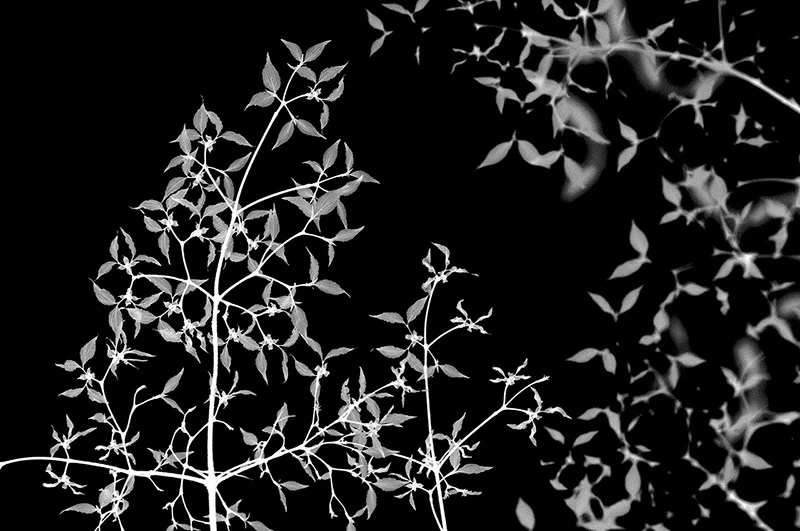 Cornus_kousa_DSC0533.jpg