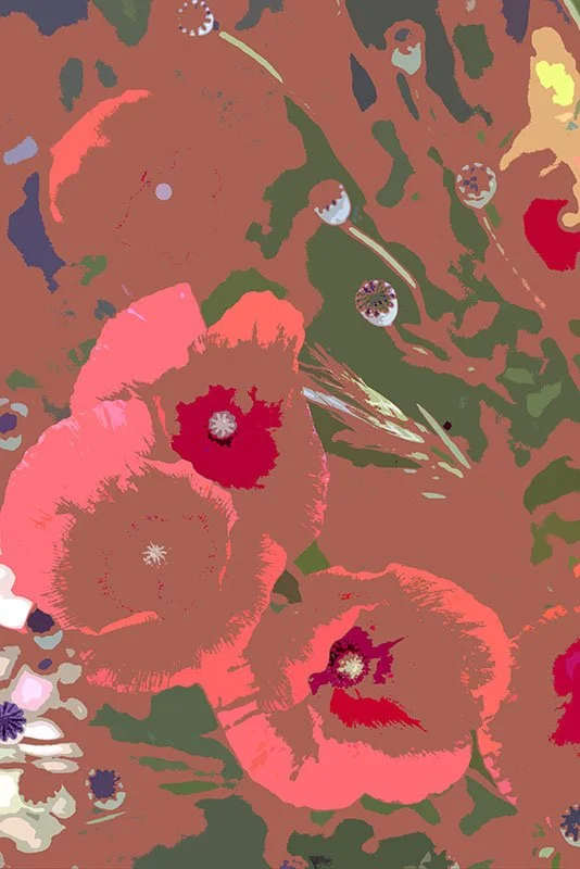 Papaver_rhoeas_1.jpg