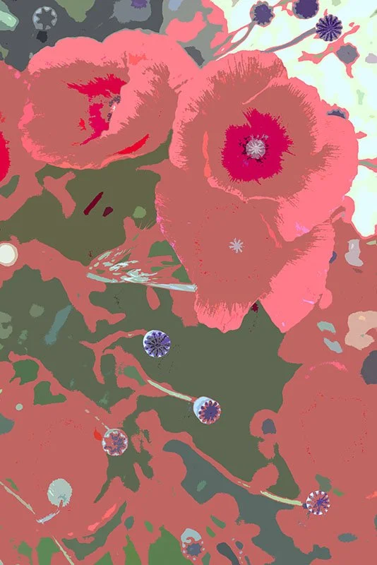Papaver_rhoeas_2.jpg