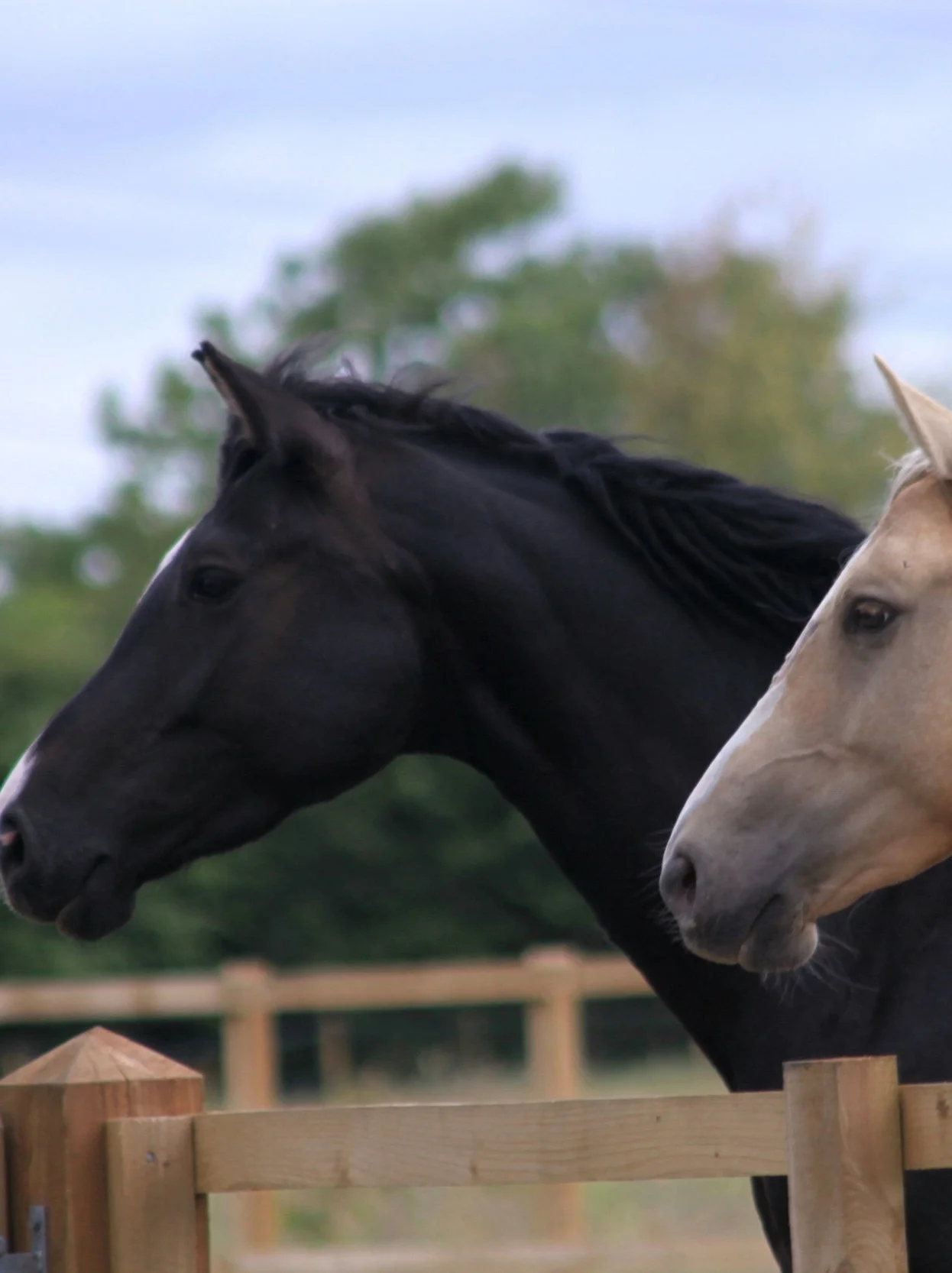 Horses as Masters of Mindfulness