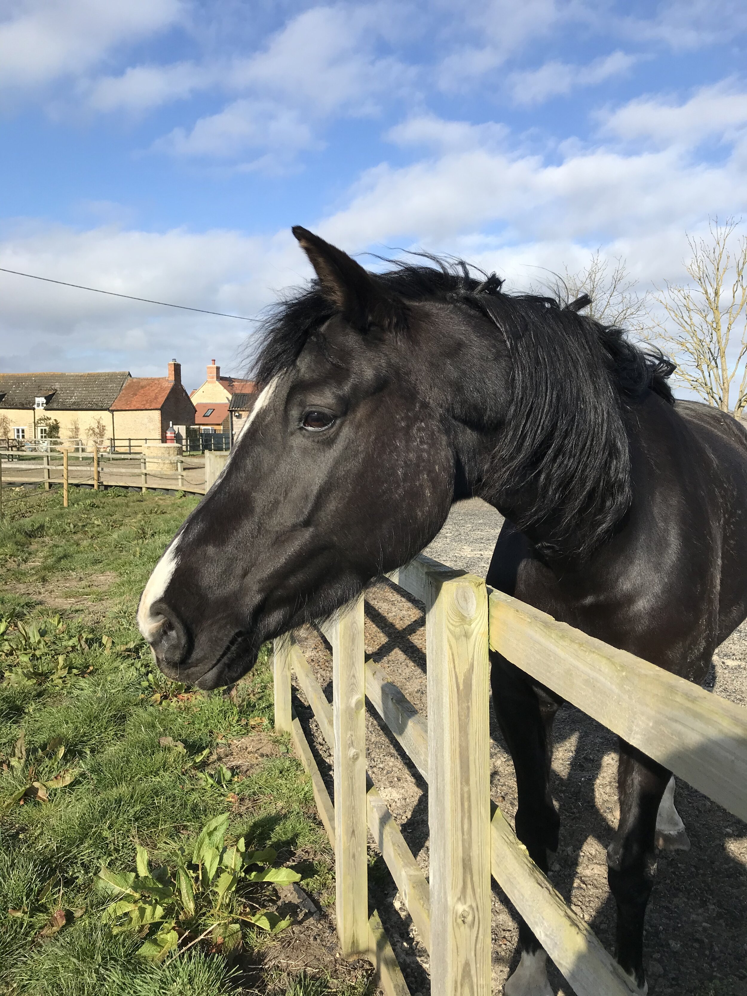 Equine Touch Intermediate 3 Day Course