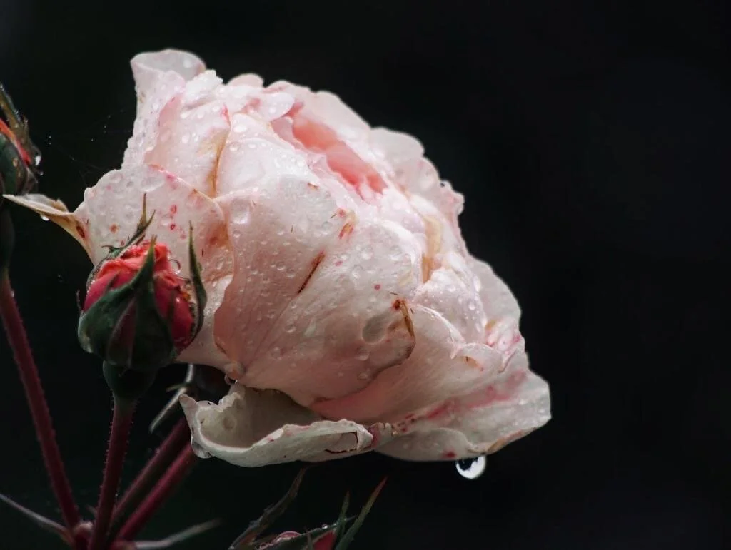 Flower and Garden Photography course