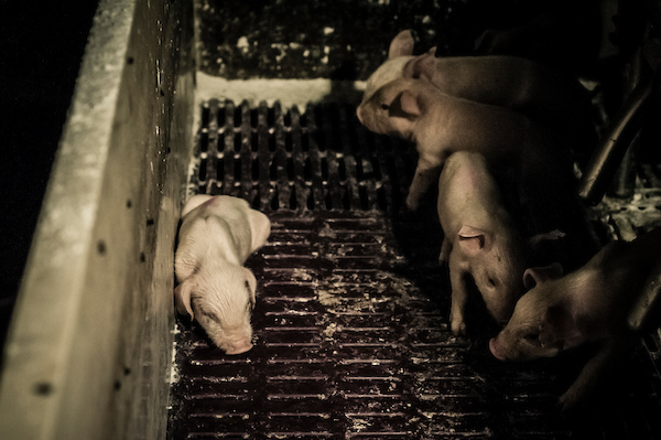 pig intensive farm-16.jpg