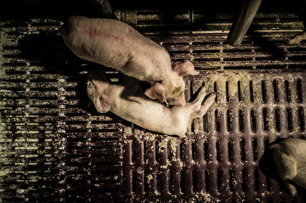 pig intensive farm-17.jpg