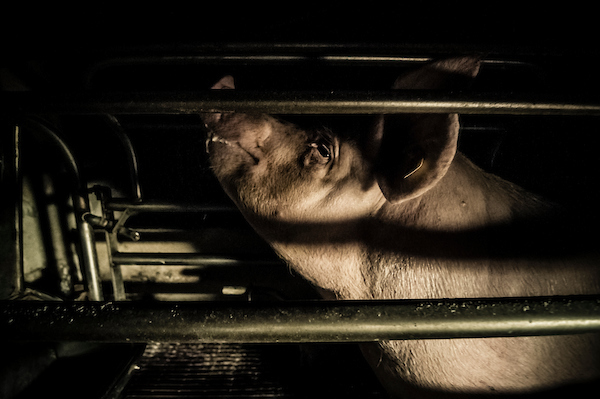 pig intensive farm-19.jpg