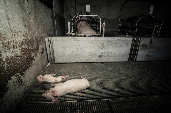 pig intensive farm-29.jpg