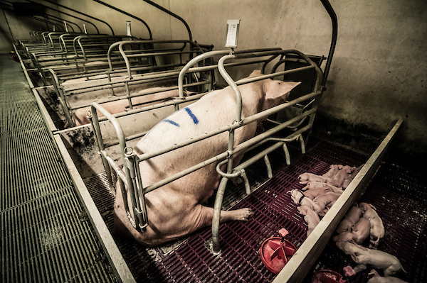 pig intensive farm-33.jpg